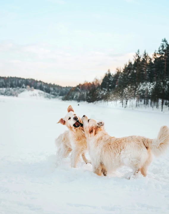 a small group of dogs playing in the snow