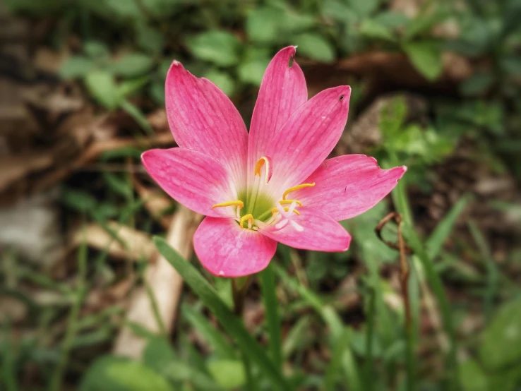 a pink flower is blooming near the ground