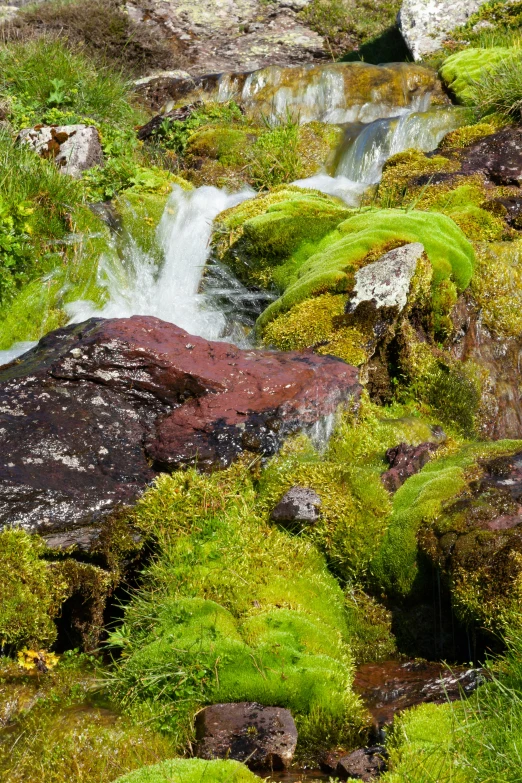 there is a red and white bear on the rock near a stream