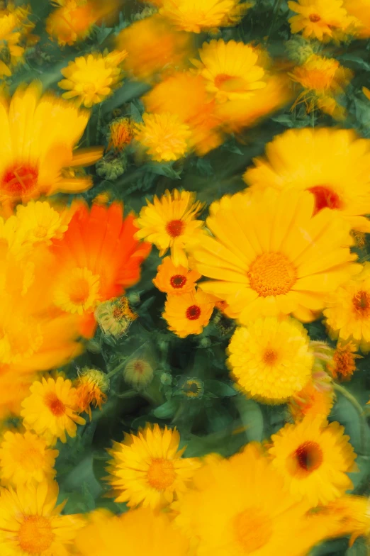 the background of orange and yellow flowers in motion