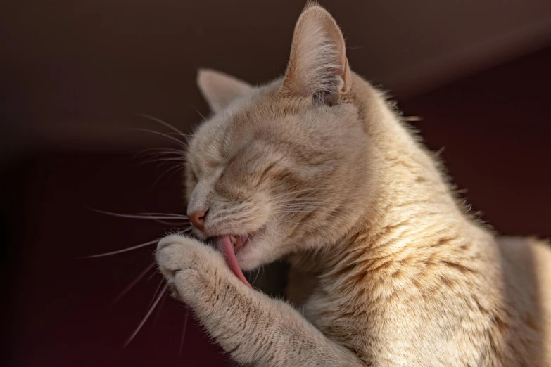 a small beige cat stretching out its paws