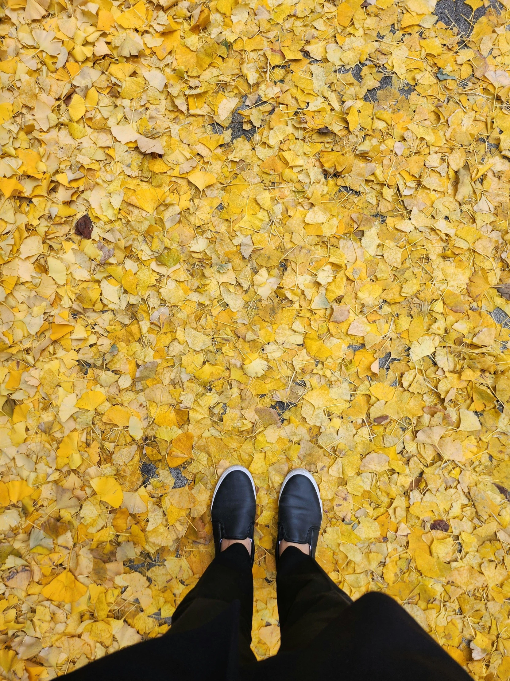 two persons standing in front of yellow leafed floor