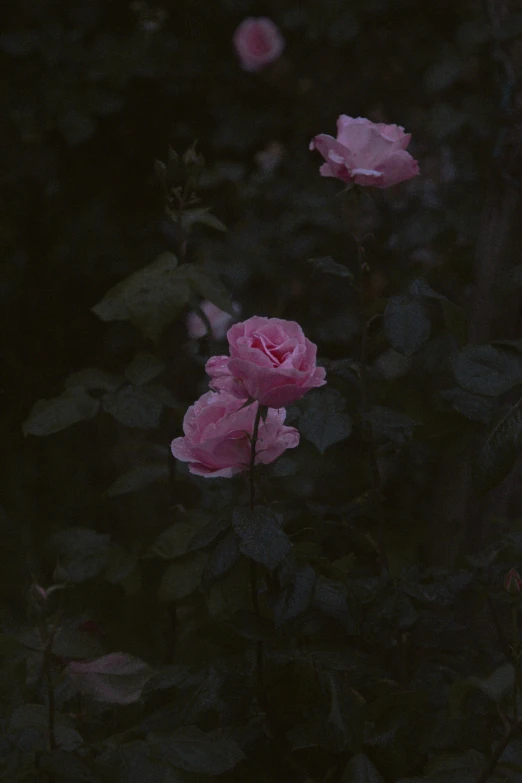 some pink roses that are blooming in the dark