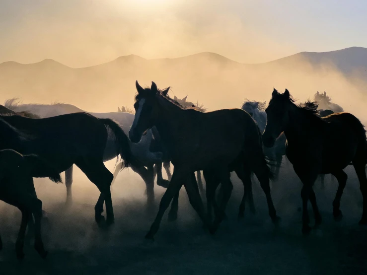 a group of horses are running through a field