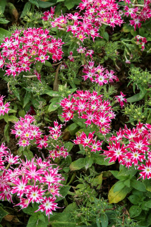 pink and white flowers in a green shrubbery