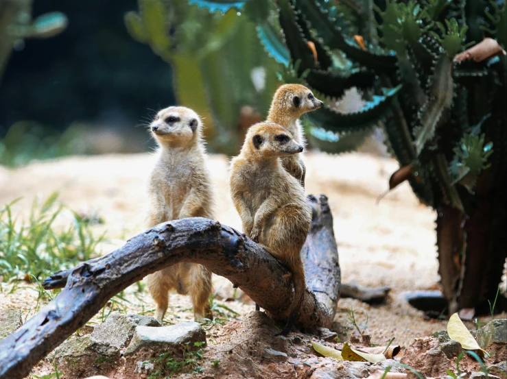 three meerkats sitting on a tree limb