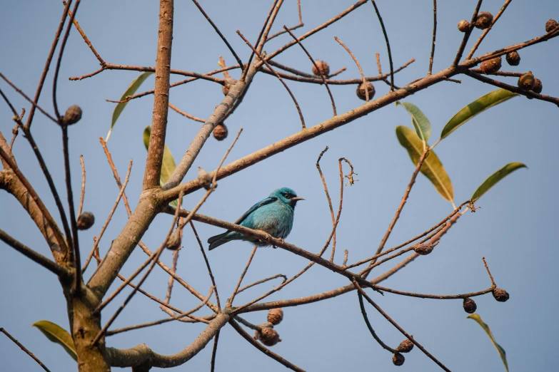 a blue bird sitting in the nches of a tree