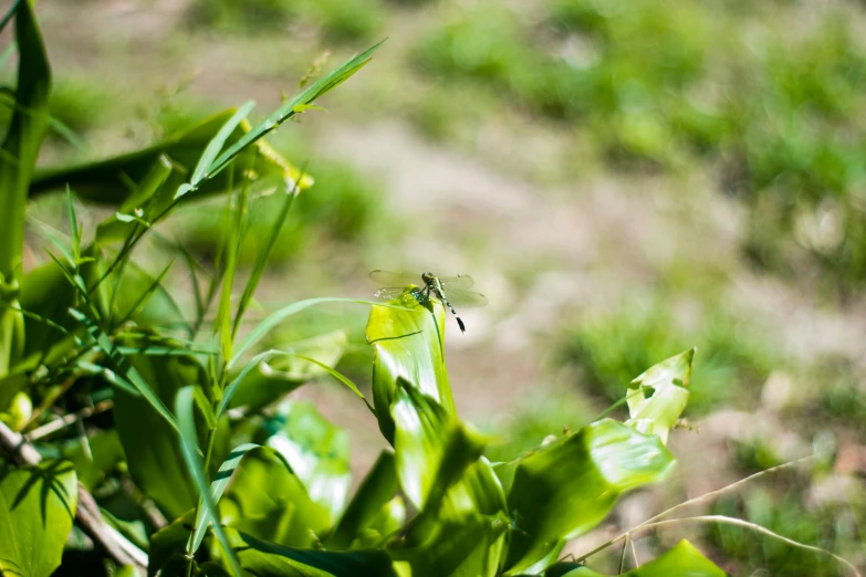 a green insect sitting on top of a leafy green plant