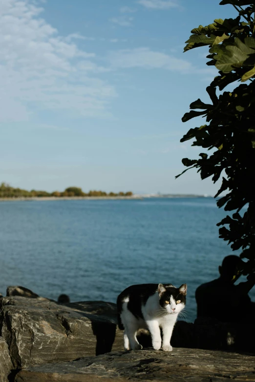 black and white cat walking on a rocky hillside near water