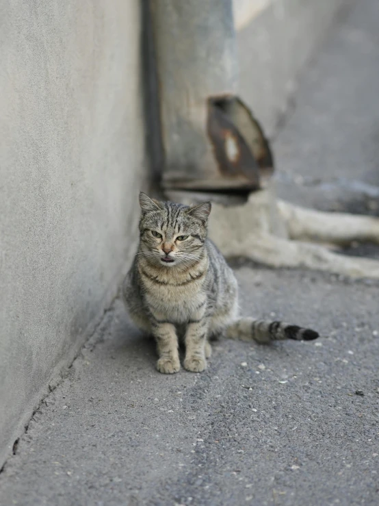 a grey cat with his face tilted upward sitting by a wall