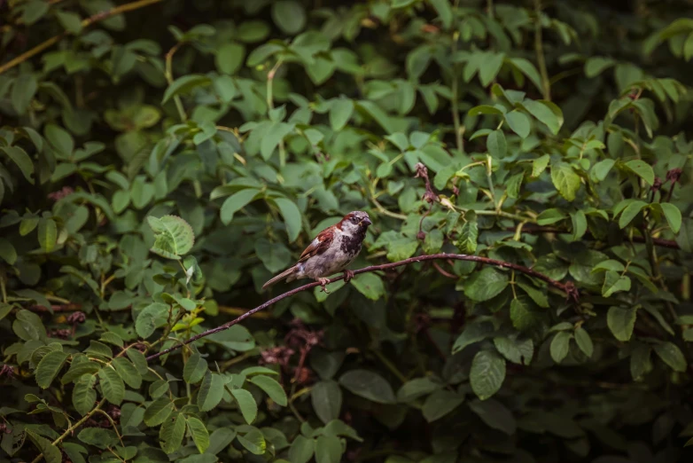 a small bird is sitting in a tree nch