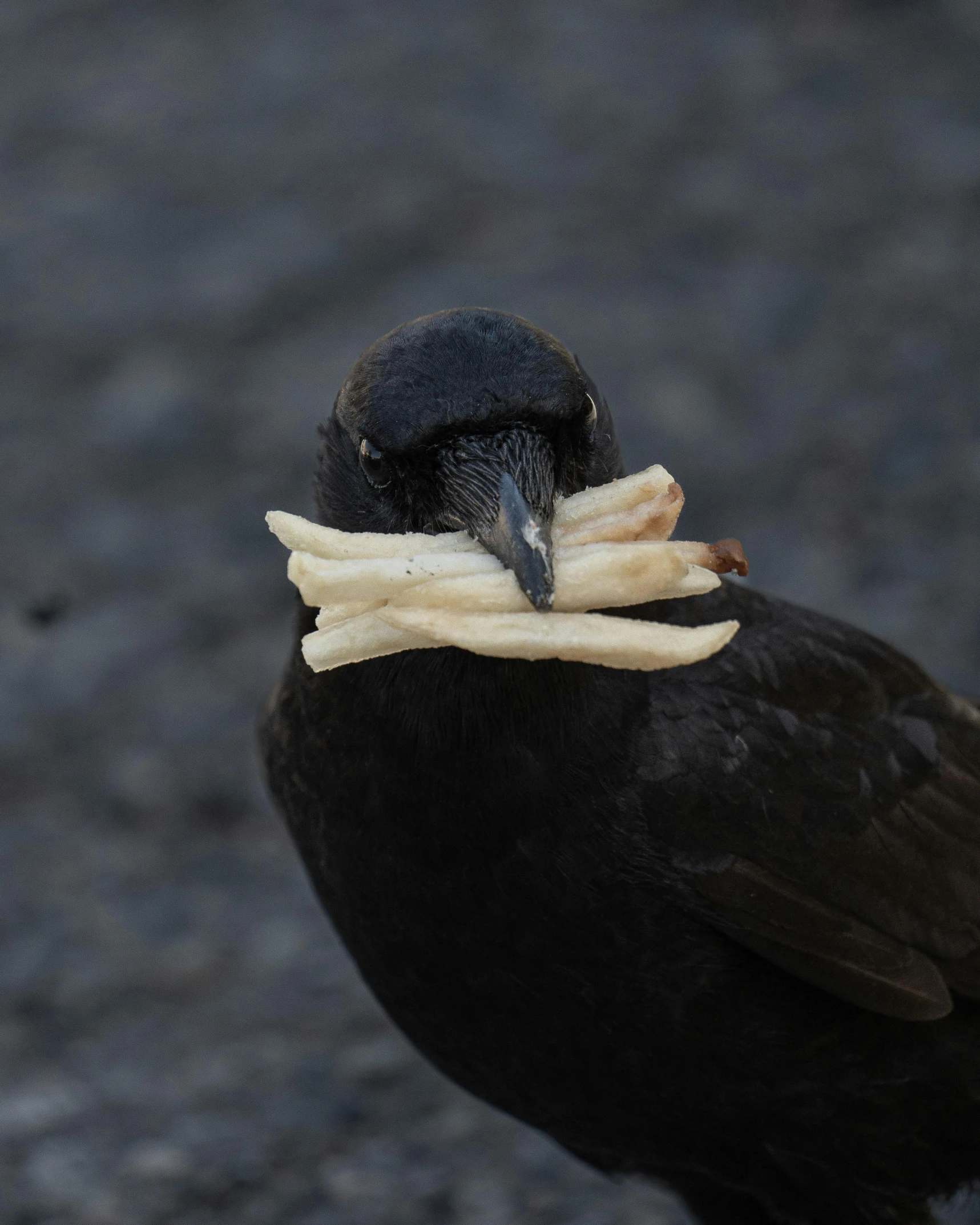 a close - up of a bird wearing bones