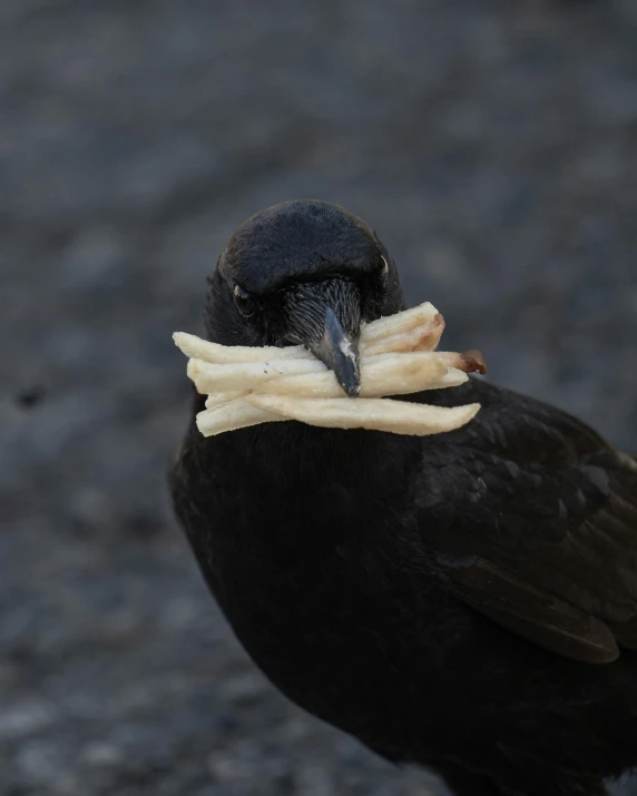 a close - up of a bird wearing bones