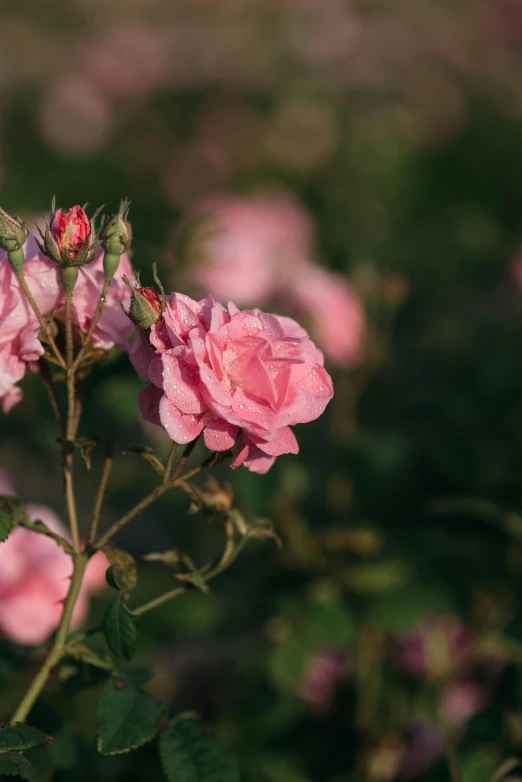 some pink flowers are blooming in the bush