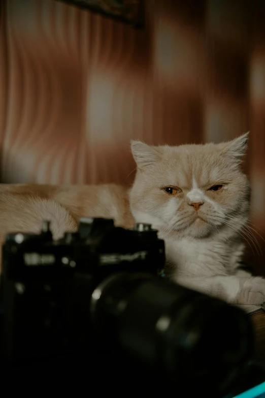 a cat lying on top of a couch near a digital camera