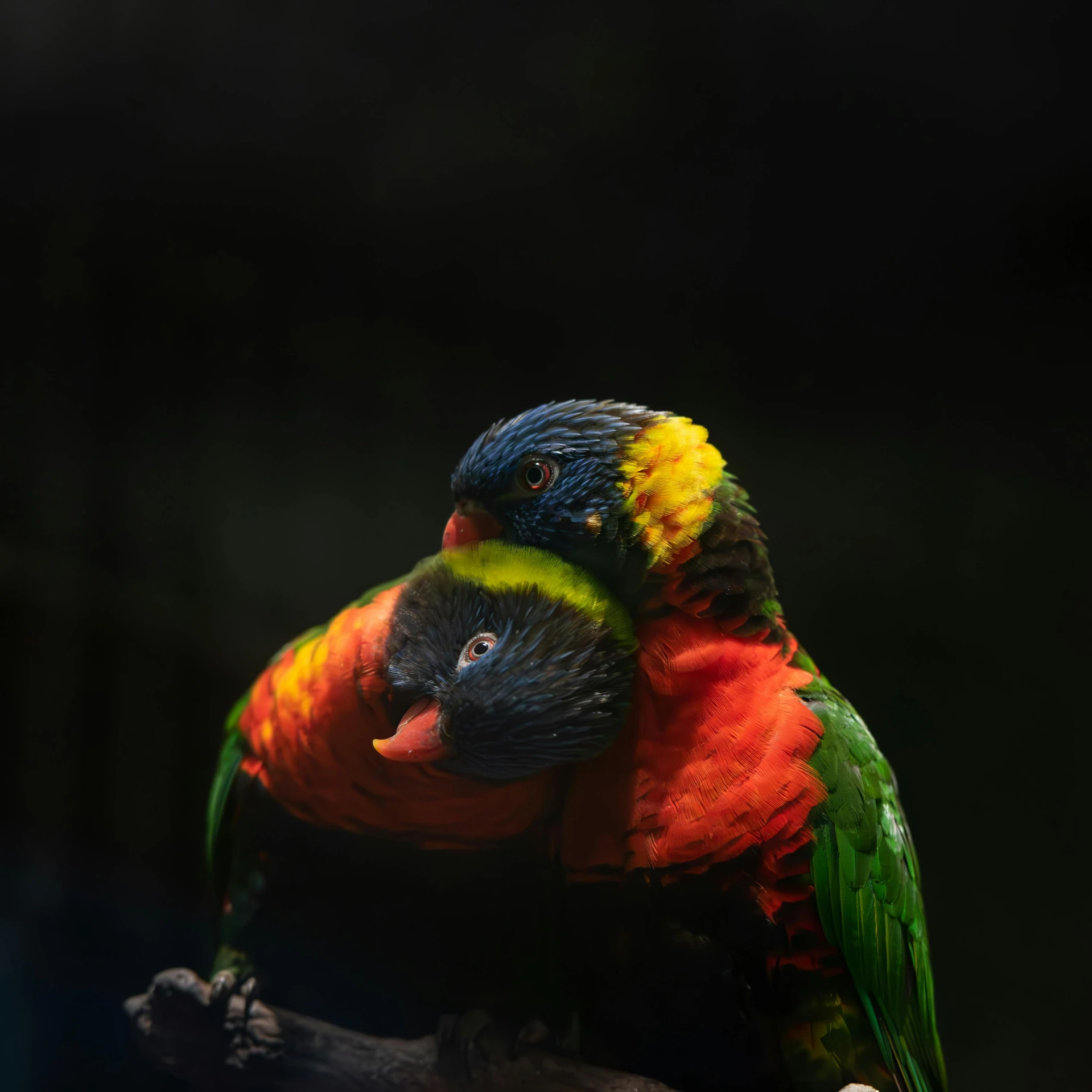 a colorful bird with red yellow and blue feathers sitting on a nch