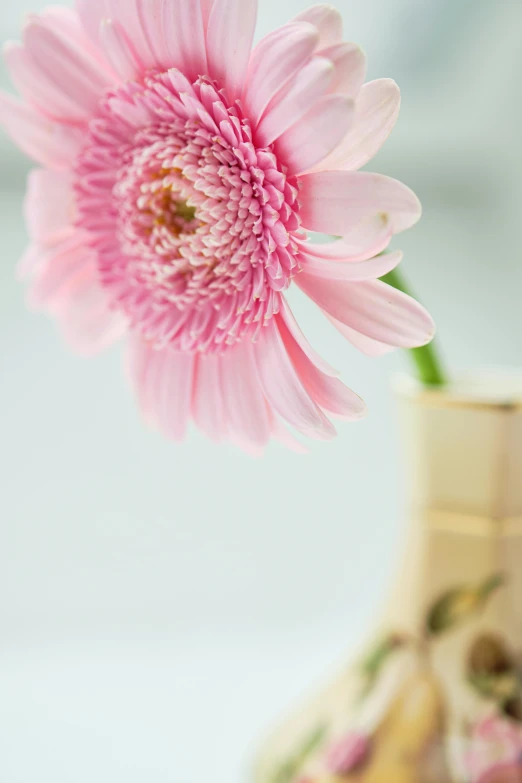 a single pink flower sits in the vase