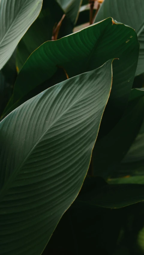 a plant with several different leaves on it