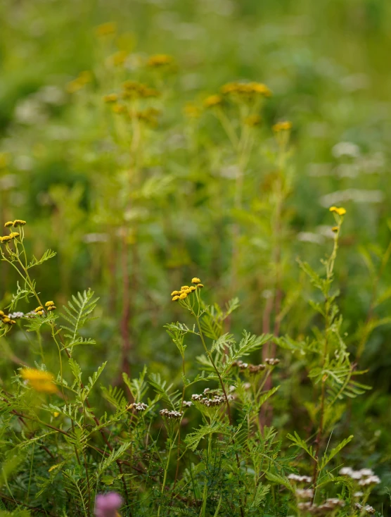 some small yellow flowers are growing in the field