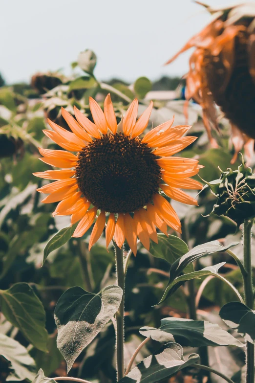 a sunflower standing alone in a field of other sunflowers