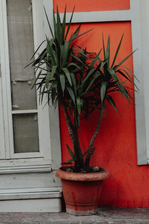 a potted plant sits in front of a window