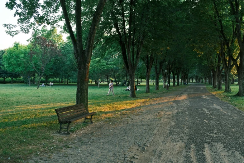 a wooden bench on a tree lined road