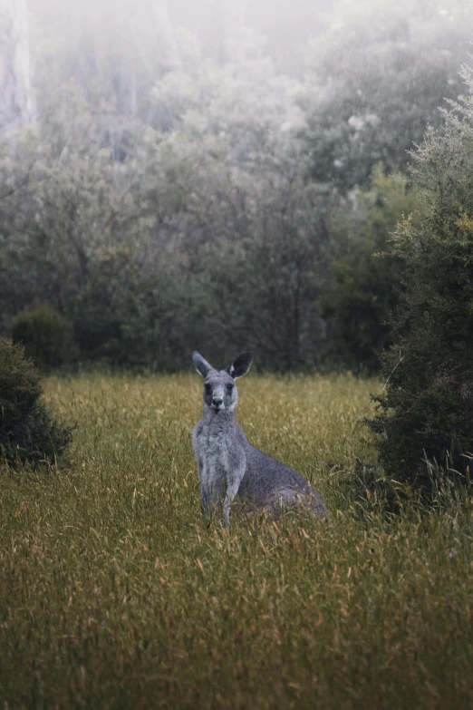 there is an animal that is standing in the tall grass