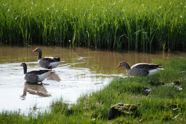 three ducks are walking along the shore of a pond