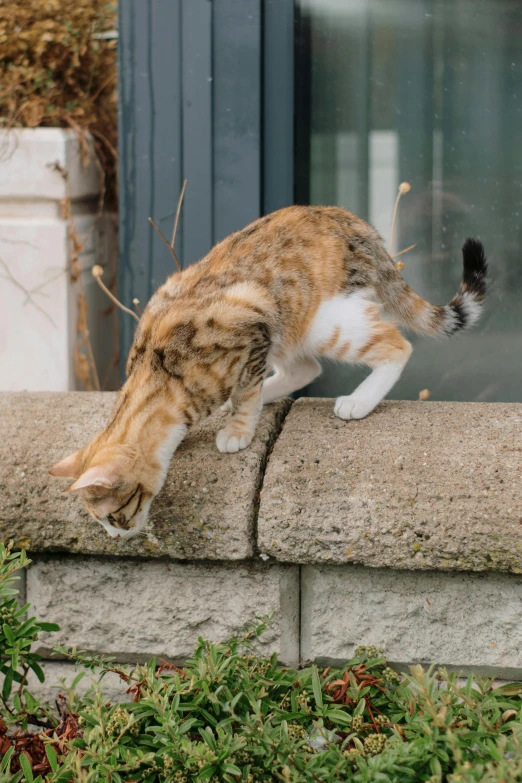 a cat sitting on top of a brick ledge near grass