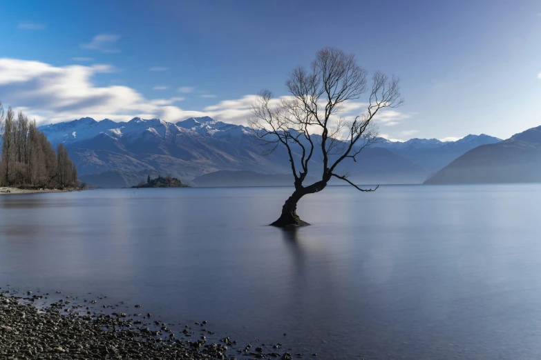 a lone tree that is standing alone by some water