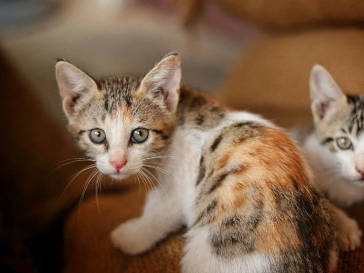 a couple of kittens sitting next to each other on a table