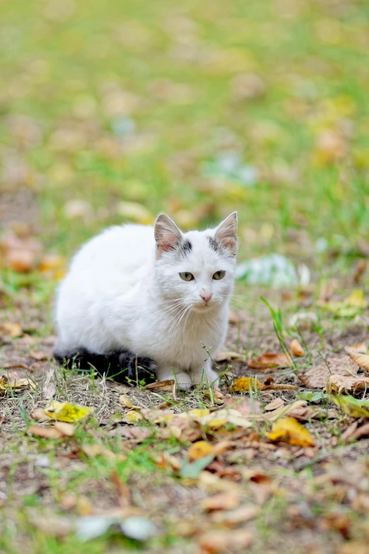 a white cat is sitting in the grass