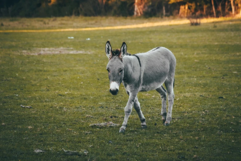 small horse walking through a grassy field in front of trees