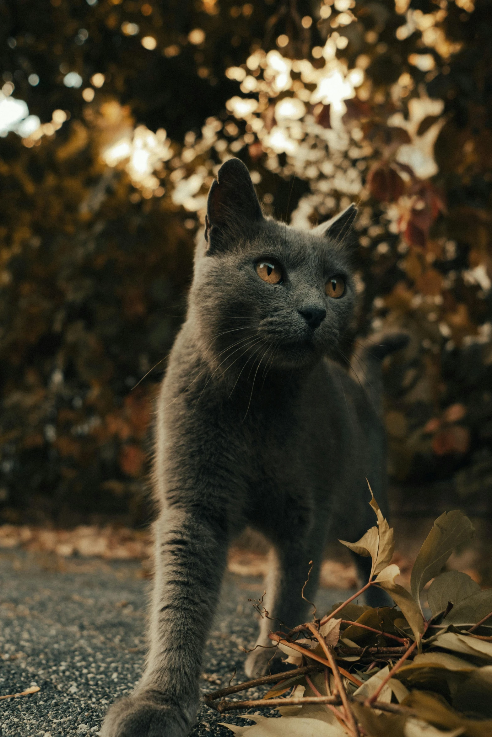 a black cat walks towards the camera in the forest