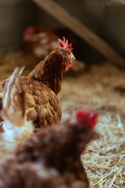 roosters walk in the straw of a hay filled coop