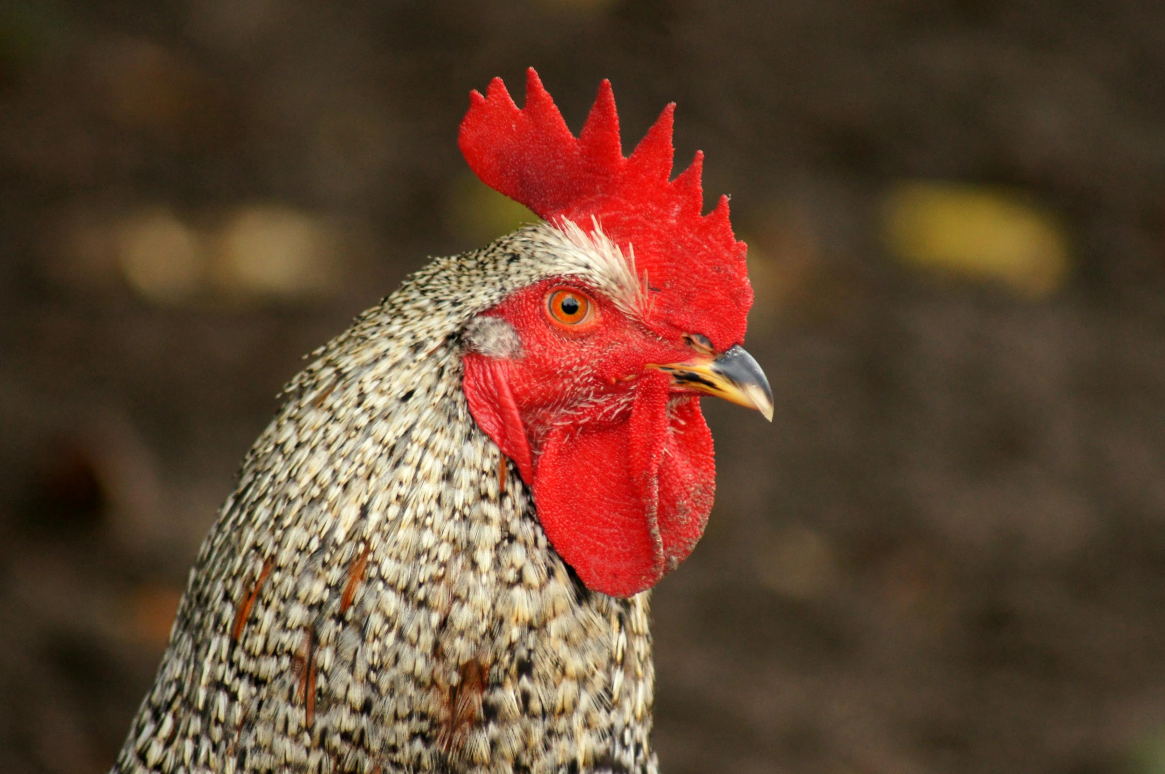 a rooster with a white and red comb stands on grass