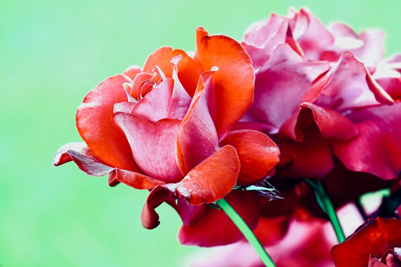 a single orange and pink flower with green background