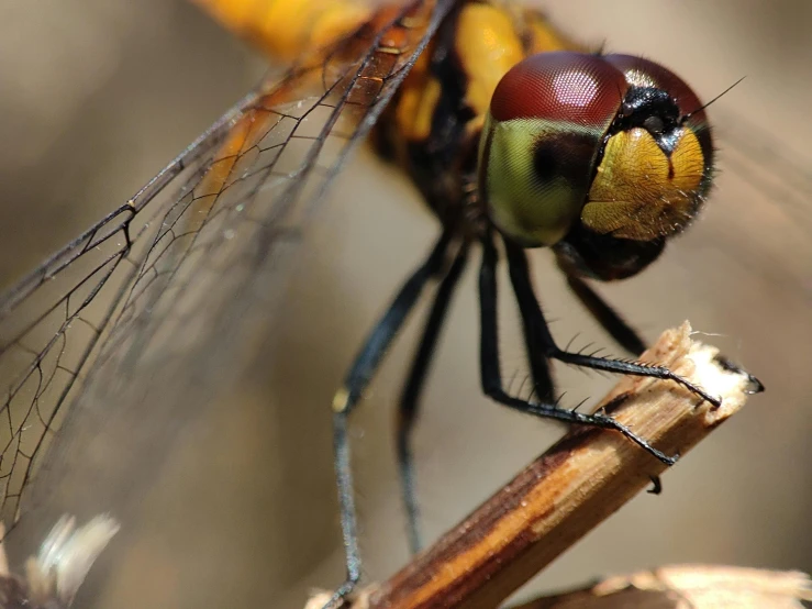 the side view of a dragon fly sitting on a nch