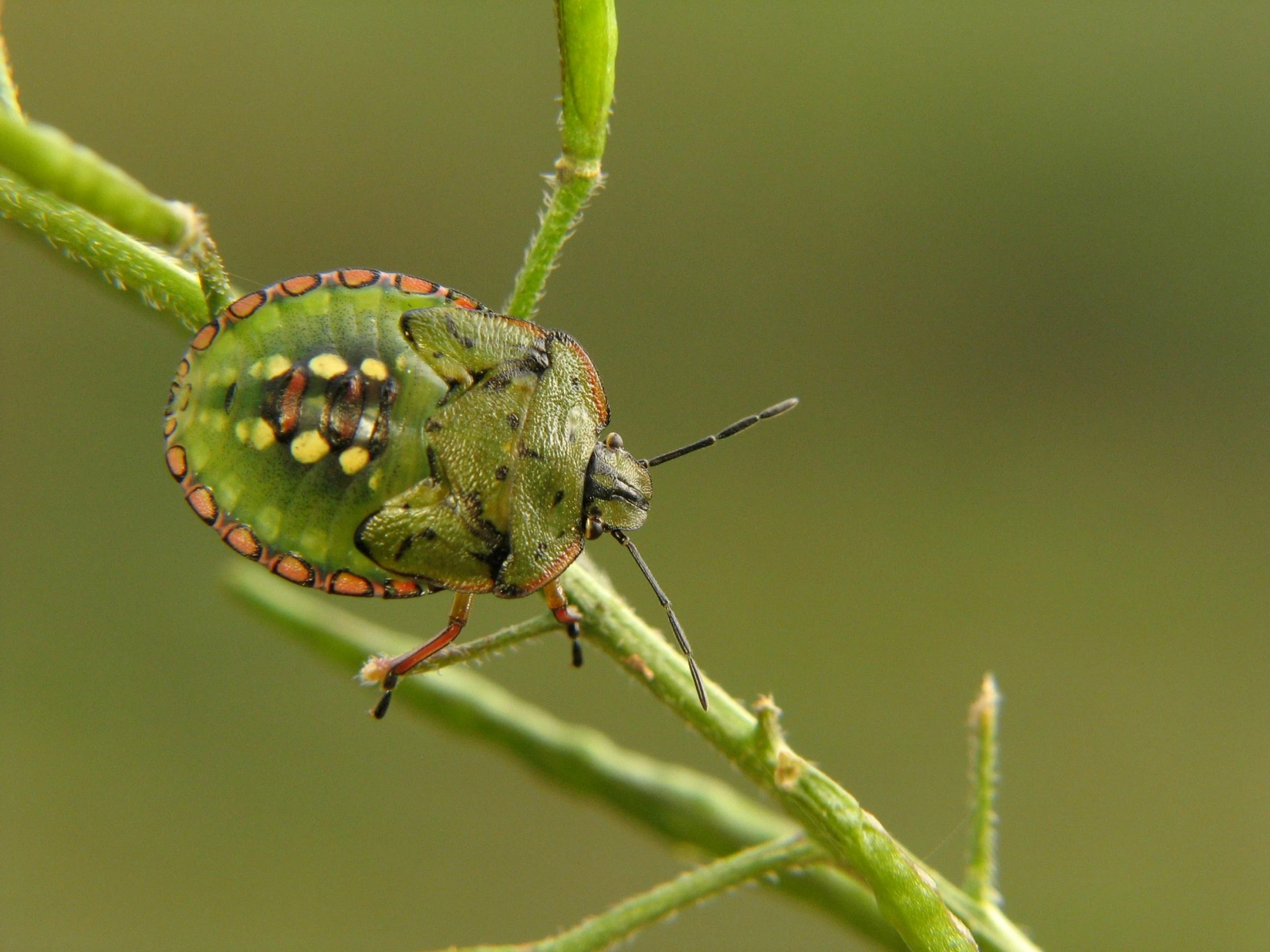 a green insect that is on a leaf