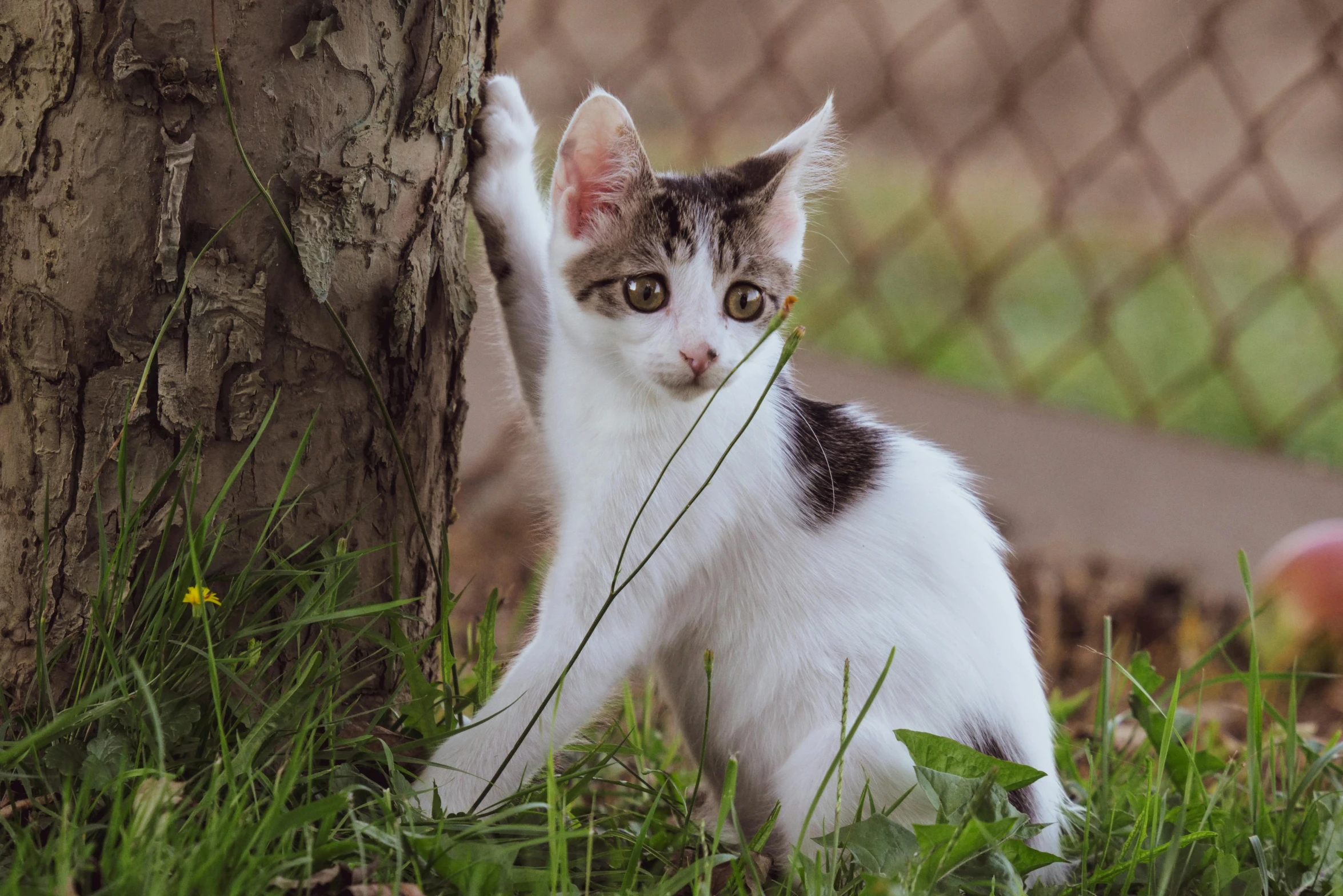 a small kitten leaning against the side of a tree