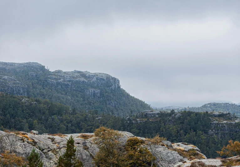 a bird perched on top of a rock