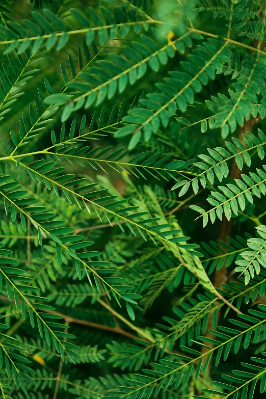 a closeup s of green leaves with a blurred background