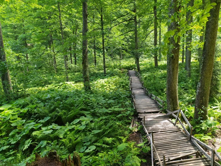 an old wooden path through a forest filled with lush green vegetation