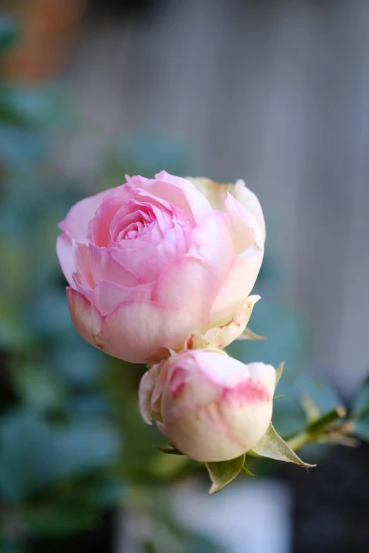 three pink roses sitting on top of each other