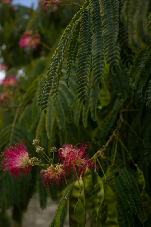 a bunch of flowers on some kind of tree