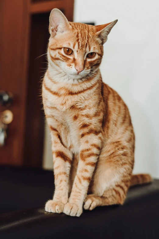 a striped orange cat sitting on top of a table