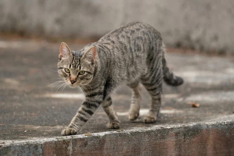 a cat walking across a paved surface next to leaves