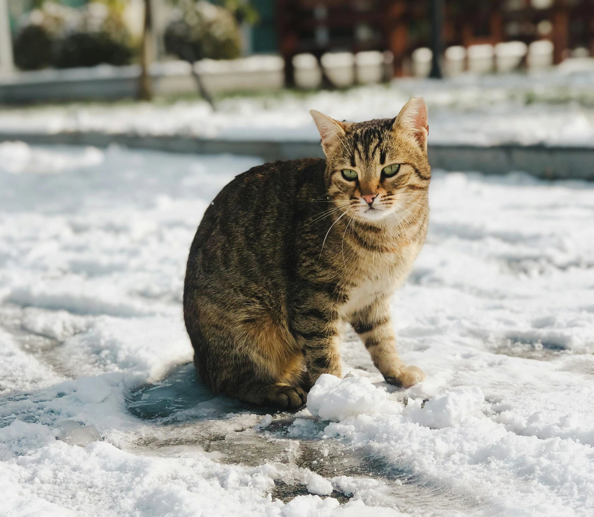 a cat that is sitting in the snow
