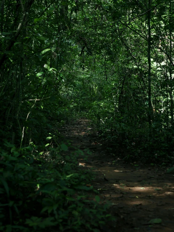 a view of a dirt path in a tropical area