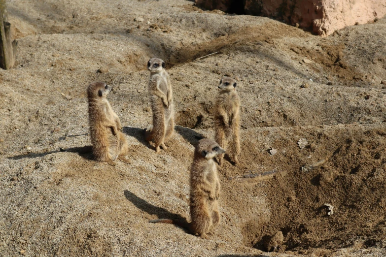 a group of meerkats stand on sand on the rock